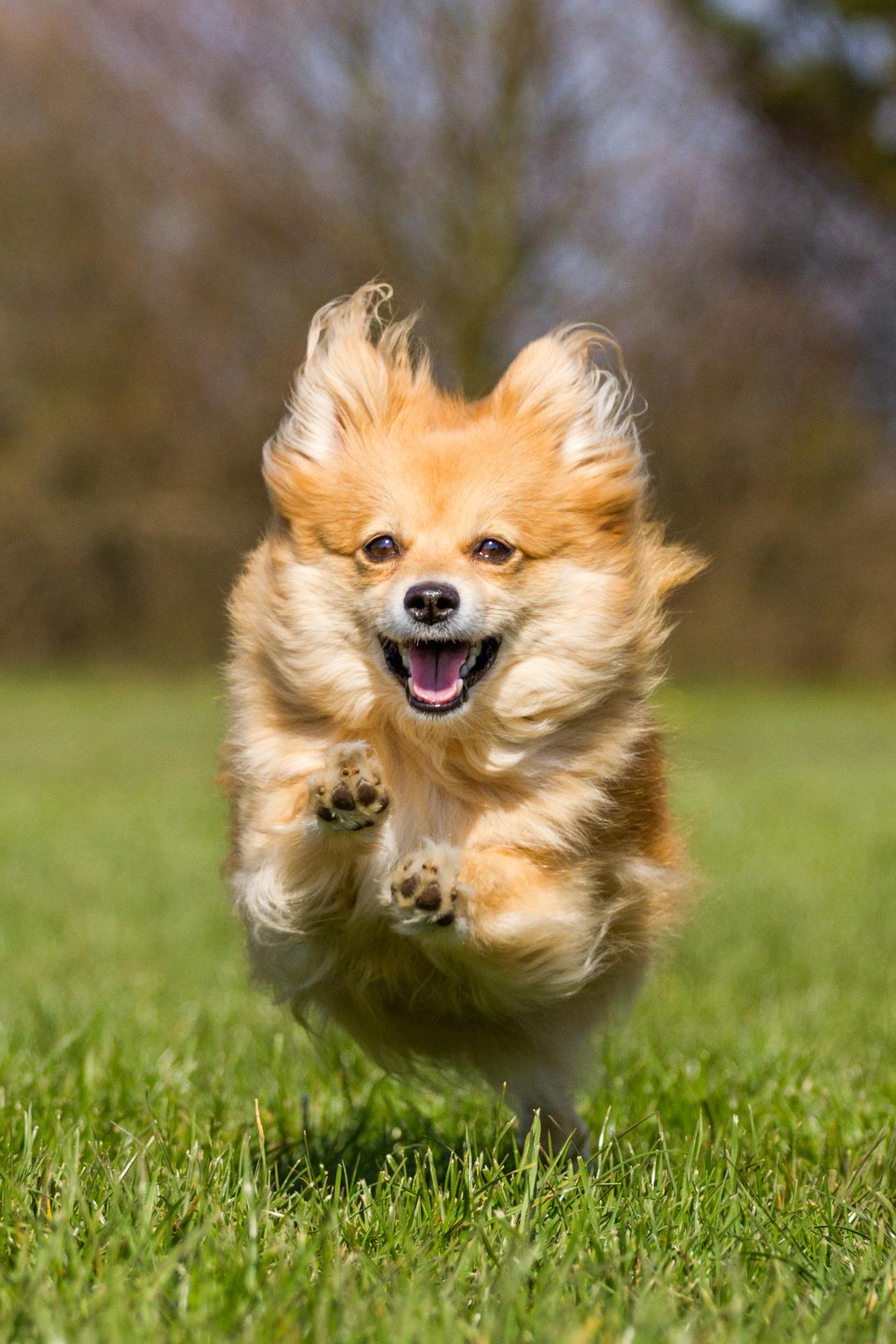 dog 1