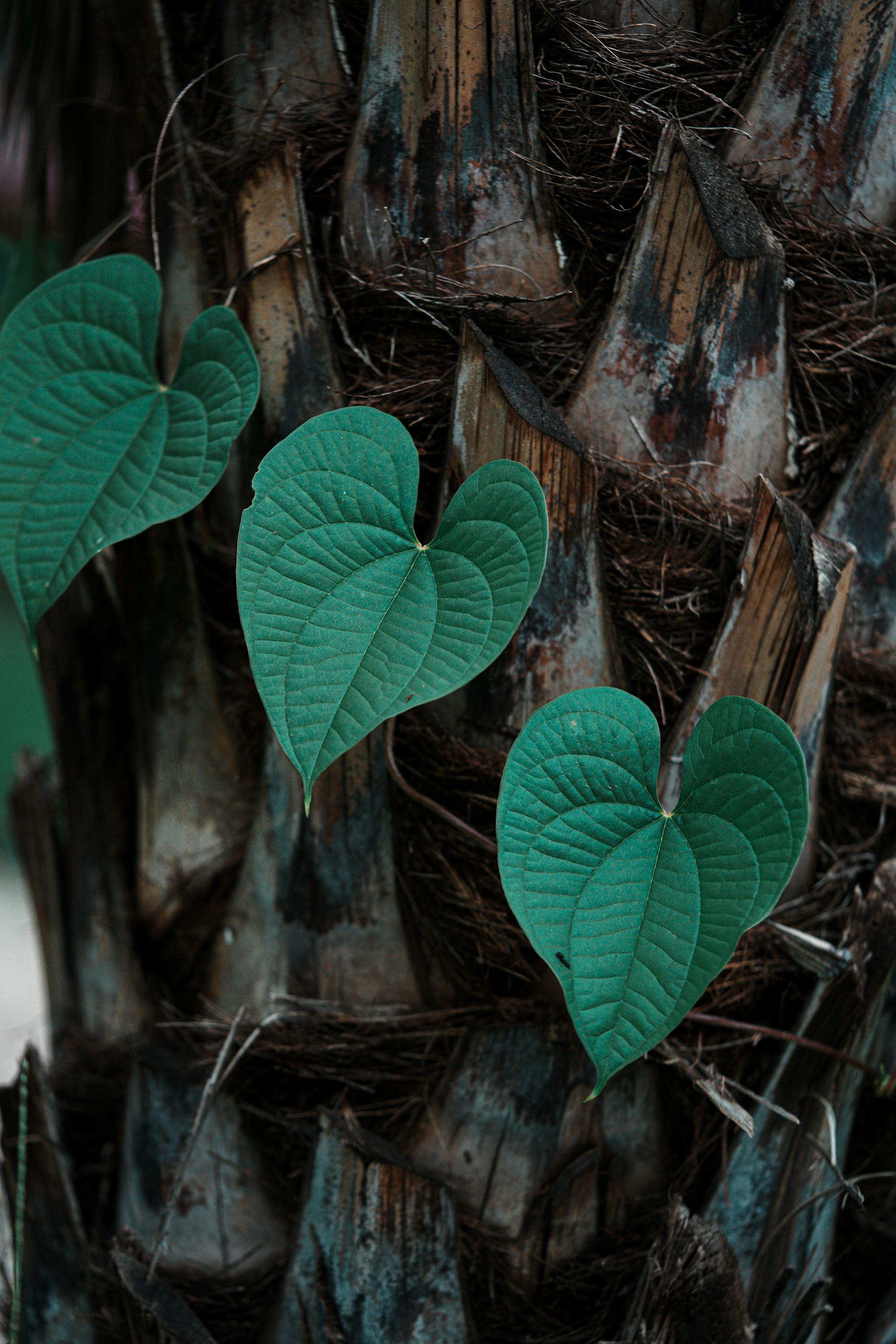 gaurav-kumar-TTcmf7_XM54-unsplash