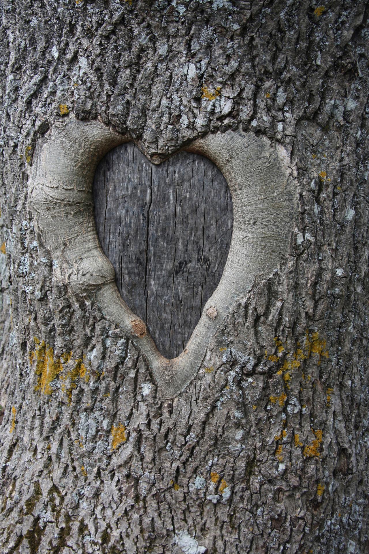 heart 6